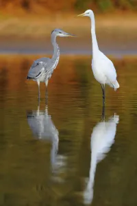 Great egret (Ardea alba) and a Grey heron (Ardea cinerea) standing in water, Elbe Biosphere Reserve
