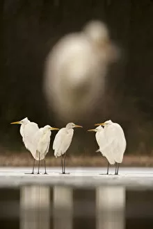 Great egret (Ardea alba) group of five at waters edge, with very out of focus