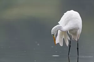Great egret (Ardea alba) hunting for fish, Elbe Biosphere Reserve, Lower Saxony, Germany