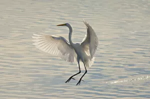 Great Egret (Ardea alba), about to land in water, backlit, Bolsa Chica Ecological Reserve