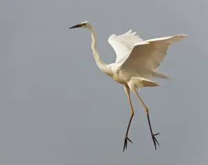 Herons Prints: Great Egret (Ardea alba) landing, Pusztaszer, Hungary, May 2008