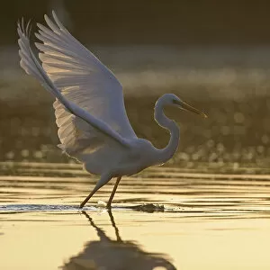 Images Dated 4th September 2008: Great egret (Ardea alba) landing on water, Elbe Biosphere Reserve, Lower Saxony, Germany