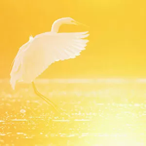 Images Dated 4th September 2008: Great egret (Ardea alba) landing on water at sunrise, Elbe Biosphere Reserve, Lower Saxony