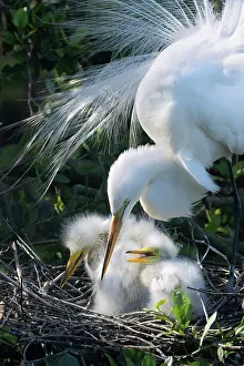 Typical Heron Prints: Great egret (Ardea alba) on nest with chicks, St. Augustine, Florida, USA. March