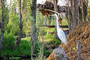 Typical Heron Prints: Great egret (Ardea alba) perched on an old Willow tree stump at edge of canal