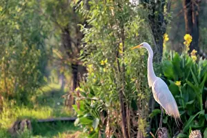Typical Heron Prints: Great egret (Ardea alba) perched on an old Willow tree stump at edge of canal