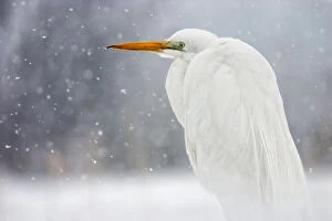 Ardea Alba Gallery: Great egret (Ardea alba) in snow, Lake Csaj, Kiskunsagi National Park, Pusztaszer, Hungary