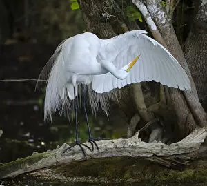 Great egret (Ardea alba) standing on a branch looking under its wing, Big Cypress National Preserve, Florida, USA