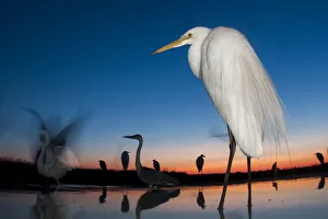 Great egret (Ardea alba) at twilight, Lake Csaj, Kiskunsagi National Park, Hungary. July