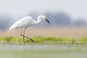 Typical Heron Prints: Great egret (Ardea alba) wading through shallow water with fish prey in beak