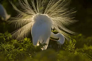 Great Egret (Casmerodias / Ardea alba) courtship display, backlit, Orlando, Florida, USA