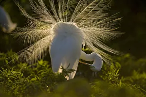 Great Egret (Casmerodias / Ardea alba) courtship display, backlit, Orlando, Florida, USA