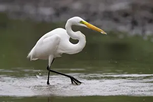 Typical Heron Prints: Great egret (Egretta alba) wading through shallow water