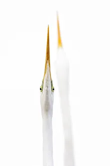 Images Dated 5th January 2014: Great egrets (Ardea alba) sky pointing, sizing each other up before fighting, Lake Csaj
