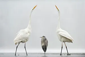 Symmetry Prints: Two Great egrets (Ardea alba) standing opposite each other with Grey heron (Ardea cinerea) in between