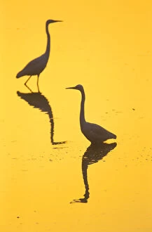Two Great egrets (Ardea alba) wading, silhouetted at dawn, Keoladeo National Park