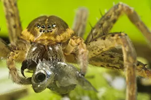 Arachnid Gallery: Great Fen / Raft spider (Dolomedes plantarius), adult female eating an invasive species of fish