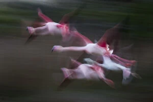 Flamingos Collection: Great flamingo (Phoenicopterus roseus) group in flight, Pont De Gau Park, Rhone River