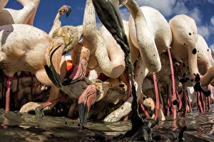Images Dated 24th February 2014: Great flamingo (Phoenicopterus roseus) feeding in sludge at bottom of river, Pont De Gau Park