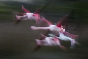 Phoenicopterus Prints: Great flamingo (Phoenicopterus roseus) group in flight, Pont De Gau Park, Rhone River