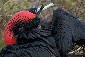 Great Frigate Bird Prints: Great frigate birds (Fregata minor) pair in courtship display