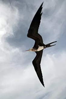 Images Dated 29th June 2012: Great Frigatebird (Fregata minor) in flight over Midway Atoll. Midway