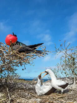 Biodiversity Hotspot Gallery: Great frigatebird (Fregata minor) in tree with pair of Nazca boobies (Sula granti