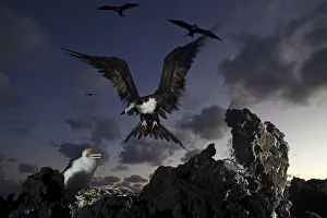Great Frigate Bird Prints: Great Frigatebird (Fregata minor) arriving at nest with chick, San Benedicto Island
