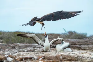 Great Frigate Bird Prints: Great frigatebird (Fregata minor) attempting to steal food from Nazca booby (Sula granti) feeding its chick