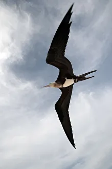 Purpose Prints: Great Frigatebird (Fregata minor) in flight over Midway Atoll. Midway