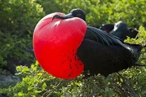 Great frigatebird (Fregata minor) male displaying inflated gular sac, Galapagos, Ecuador