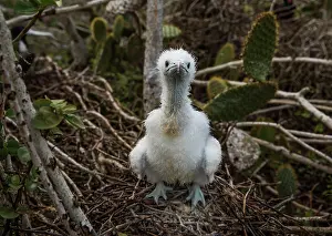 Galapagos Prints: Great frigatebird (Fregata minor) in nest, Wolf Island, Galapagos Islands