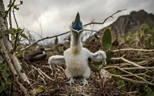 Galapagos Prints: Great frigatebird (Fregata minor) in nest begging for food, Wolf Island, Galapagos Islands