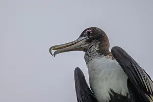 Papua New Guinea Prints: Great frigatebird (Fregata minor) portrait