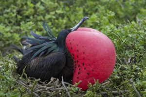 Great frigatebird (Phaethon aethereus) male at nest site, with gular sac inflated