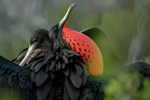 Great Frigate Bird Prints: Great frigatebirds (Fregata minor) female and male in courtship