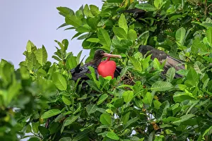 Great Frigate Bird Prints: Great frigatebirds (fregata minor) pair