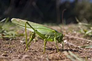 Images Dated 31st August 2010: Great green bush-cricket (Tettigonia viridissima) female laying eggs, Sark, British