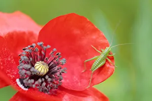 Ensifera Prints: Great green bush-cricket (Tettigonia viridissima) and Common poppy (Papaver rhoeas)