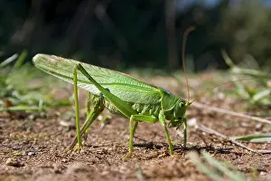 Ensifera Prints: Great green bush-cricket (Tettigonia viridissima) female laying eggs