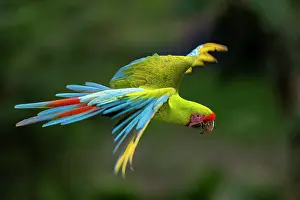 Great green macaw (Ara ambigua) in flight, Ara Manzanillo, Manzanillo, Costa Rica. Critically endangered