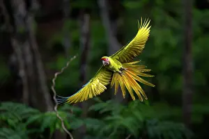 Arini Prints: Great green macaw (Ara ambigua) in flight