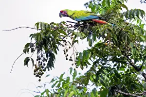 Arini Prints: Great green macaw (Ara ambigua) perched in tree feeding on almonds