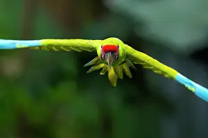 Arini Prints: Great green macaw (Ara ambiguus) in flight