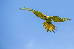 Psittacoidea Gallery: Great green macaw (Ara ambiguus) flying, La Selva Field Station, Costa Rica