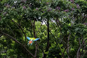 True Parrot Prints: Great green macaw (Ara ambiguus) flying towards Mountain almond trees (Dipteryx panamensis) to feed