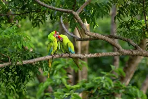 Arini Prints: Great green macaws (Ara ambigua) pair