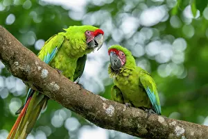 Arini Prints: Great green macaws (Ara ambiguus) pair