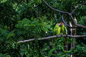 Face To Face Prints: Great green macaws (Ara ambiguus) pair