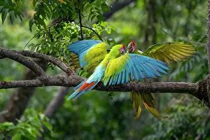 Arini Prints: Great green macaws (Ara ambiguus) pair
